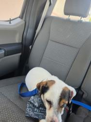 Lost Male Dog last seen Mason crossing off of Mason road, Boiling Springs, SC 29316