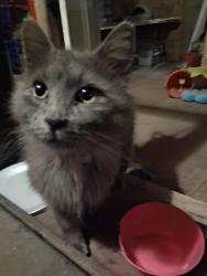 Found/Stray Male Cat last seen Newcastle Rd and South Portland Ave  Okc, Oklahoma City, OK 73119