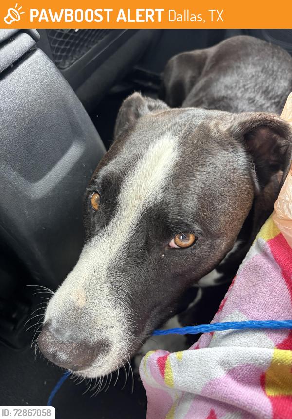 Found/Stray Male Dog last seen Railroad , Dallas, TX 75235