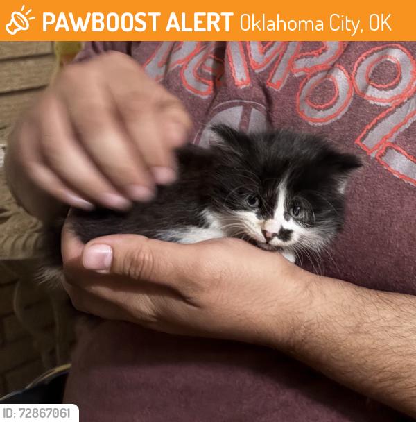 Found/Stray Male Cat last seen N Meridian Ave, Oklahoma City, OK 73162
