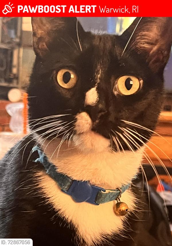Lost Male Cat last seen Ashmont street and Post Rd, Warwick, RI 02886