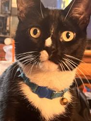 Lost Male Cat last seen Ashmont street and Post Rd, Warwick, RI 02886