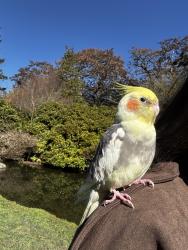 Lost Unknown Bird last seen Near Lake Washington Blvd SE, Bellevue, WA 98006, Bellevue, WA 98006