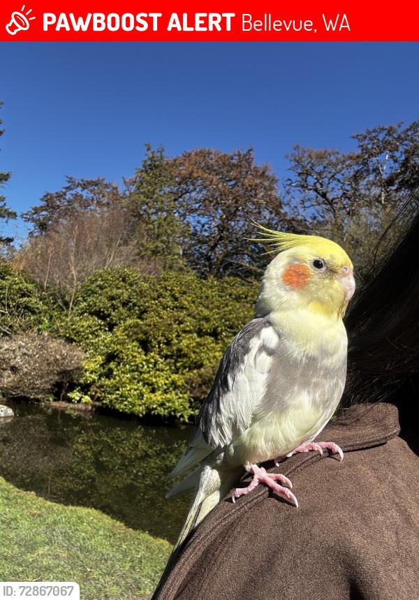 Lost Unknown Bird last seen Near Lake Washington Blvd SE, Bellevue, WA 98006, Bellevue, WA 98006