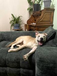 Lost Male Dog last seen Mobil gas station, Latham, NY 12047