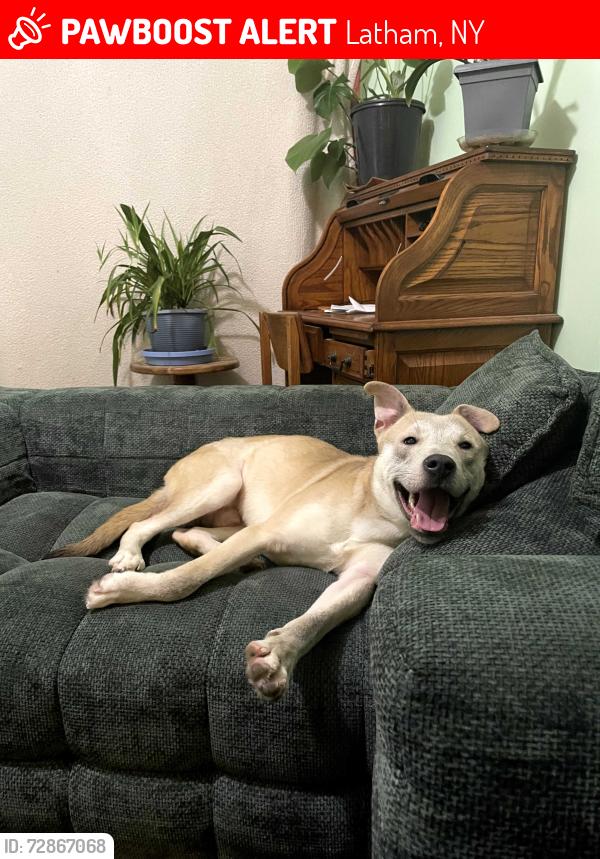 Lost Male Dog last seen Mobil gas station, Latham, NY 12047