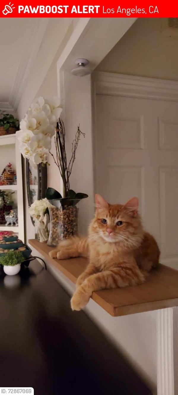 Lost Male Cat last seen Near Burton street panorama city, Los Angeles, CA 91402