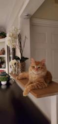 Lost Male Cat last seen Near Burton street panorama city, Los Angeles, CA 91402