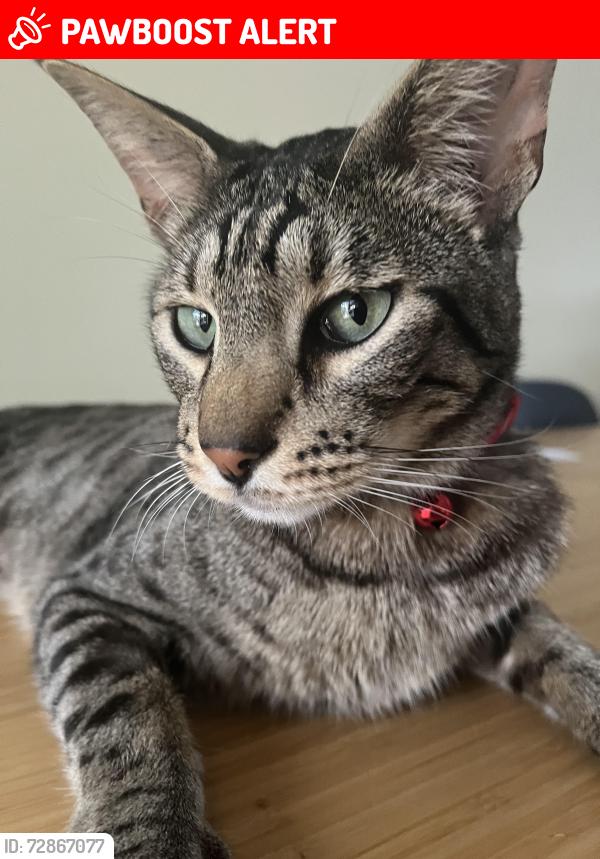 Lost Male Cat last seen Crewe Arms Hotel, Madeley Heath, England CW3 9LS
