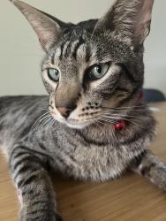 Lost Male Cat last seen Crewe Arms Hotel, Madeley Heath, England CW3 9LS