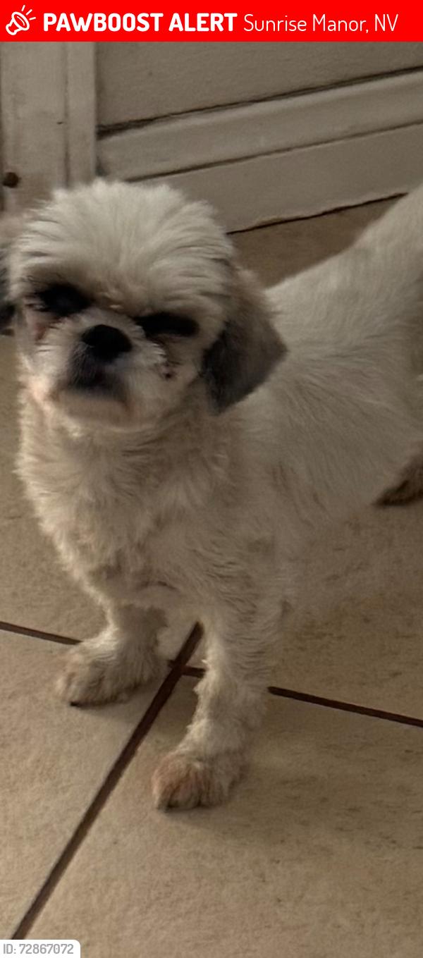 Lost Female Dog last seen Sahara and Lamb, Sunrise Manor, NV 89104