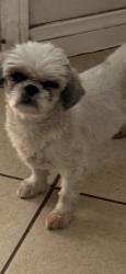 Lost Female Dog last seen Sahara and Lamb, Sunrise Manor, NV 89104
