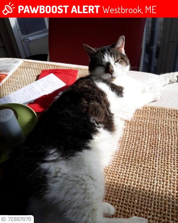 Lost Male Cat last seen oakland ave /stroudwater, Westbrook, ME 04092