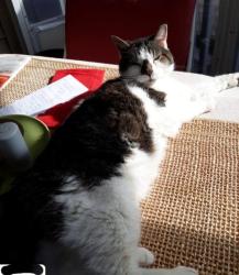 Lost Male Cat last seen oakland ave /stroudwater, Westbrook, ME 04092