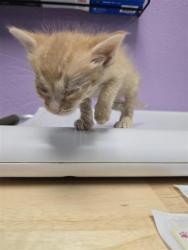 Shelter Stray Female Cat last seen Near FAIRBANKS, EL PASO, TX, 79924, CITY of El Paso, TX, Fort Bliss, TX 79906