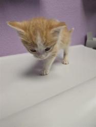 Shelter Stray Male Cat last seen Near FAIRBANKS, EL PASO, TX, 79924, CITY of El Paso, TX, Fort Bliss, TX 79906