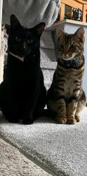 Lost Male Cat last seen Red Oaks Primary School, Blunsdon Saint Andrew, England SN25 2AY