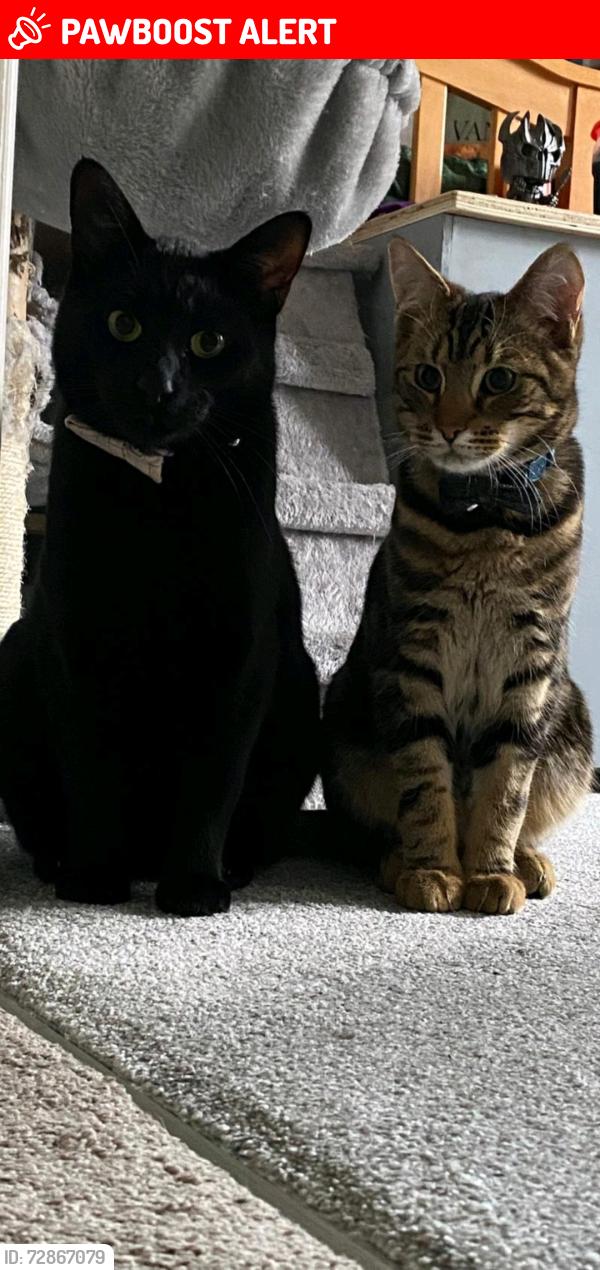 Lost Male Cat last seen Red Oaks Primary School, Blunsdon Saint Andrew, England SN25 2AY