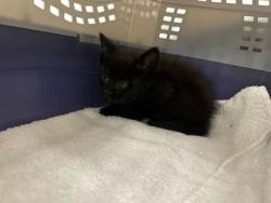 Shelter Stray Male Cat last seen E 87th St & Oldham Rd, KCMO, 64138, 64138, MO, Kansas City, MO 64132