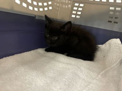 Shelter Stray Male Cat last seen E 87th St & Oldham Rd, KCMO, 64138, 64138, MO, Kansas City, MO 64132