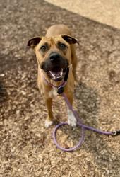 Shelter Stray Female Dog last seen Near Locksley Terrance Lithonia, 30058, 30058, GA, Atlanta, GA 30341