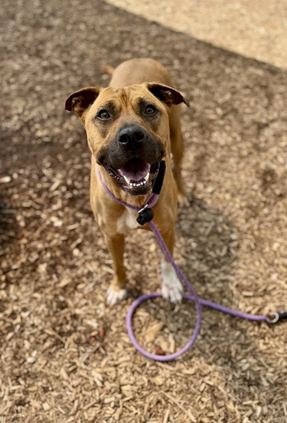 Shelter Stray Female Dog last seen Near Locksley Terrance Lithonia, 30058, 30058, GA, Atlanta, GA 30341