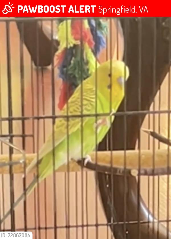 Lost Male Bird last seen Es Ave and Brunswick st, Springfield, VA 22150