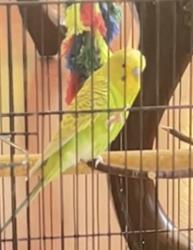 Lost Male Bird last seen Es Ave and Brunswick st, Springfield, VA 22150