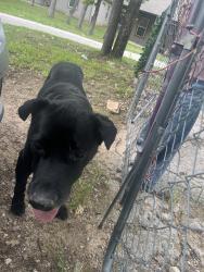 Found/Stray Male Dog last seen Long Ct. , Azle, TX 76020