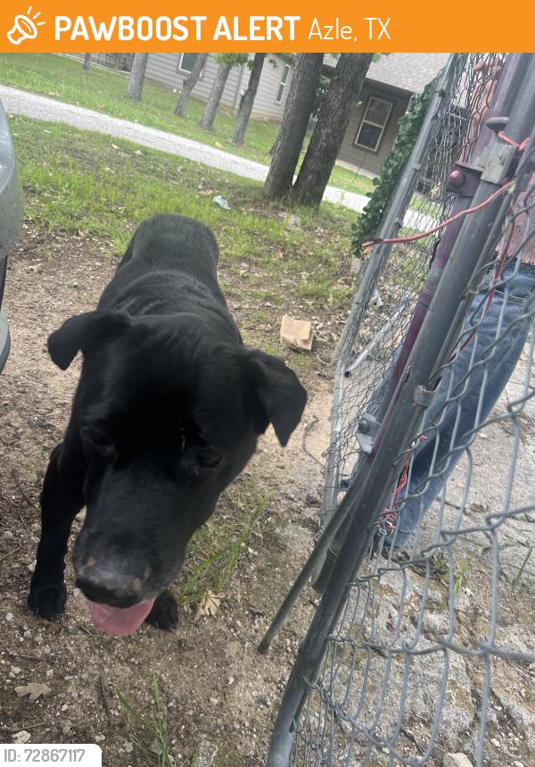Found/Stray Male Dog last seen Long Ct. , Azle, TX 76020