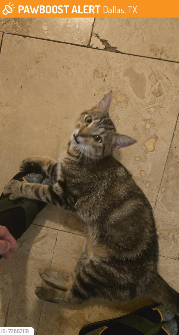 Found/Stray Unknown Cat last seen Near park lane, Dallas, TX 75231