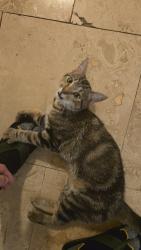 Found/Stray Unknown Cat last seen Near park lane, Dallas, TX 75231