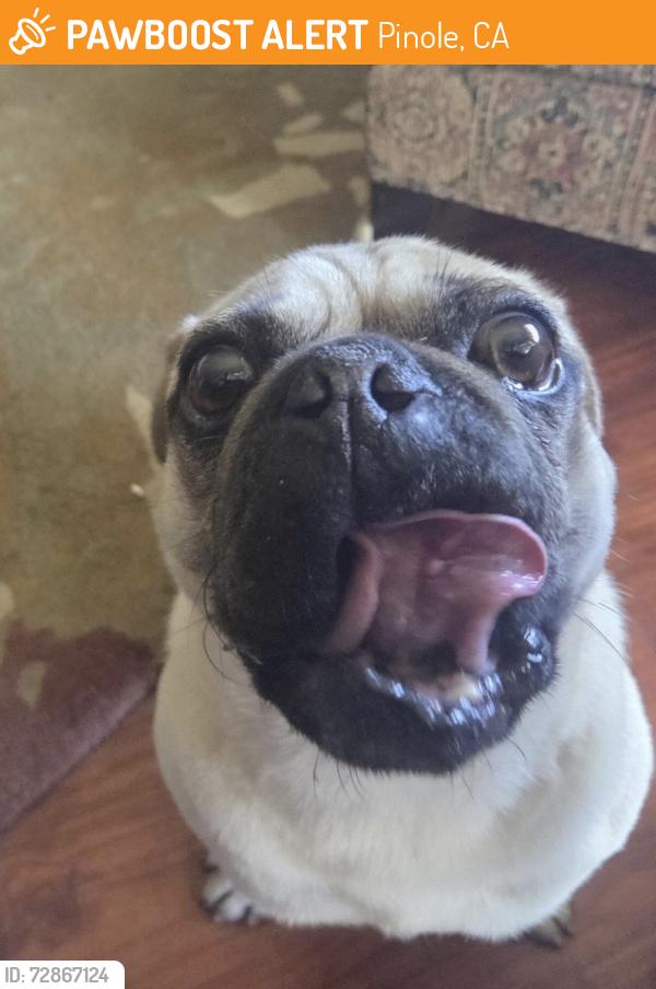 Found/Stray Unknown Dog last seen SF Trail, Pinole, CA 94564