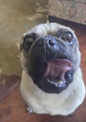 Found/Stray Unknown Dog last seen SF Trail, Pinole, CA 94564