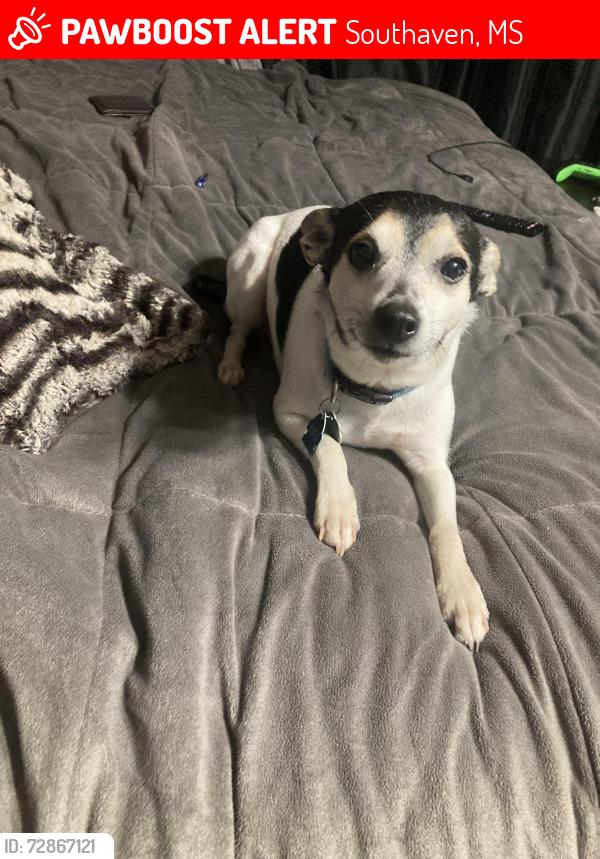Lost Male Dog last seen Windy Ln, Southaven, MS 38671