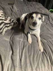 Lost Male Dog last seen Windy Ln, Southaven, MS 38671