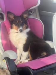 Lost Female Dog last seen Near Barbque on Parksburg Road, Madison County, TN 38366