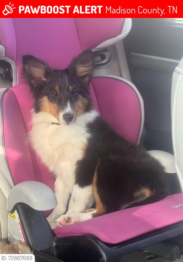 Lost Female Dog last seen Near Barbque on Parksburg Road, Madison County, TN 38366