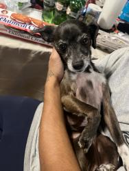 Lost Male Dog last seen in the hills and dales red robin neighborhood , San Antonio, TX 78255