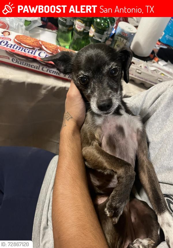 Lost Male Dog last seen in the hills and dales red robin neighborhood , San Antonio, TX 78255