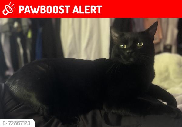 Lost Male Cat last seen On 156th and 35th st , North Lynnwood, WA 98087