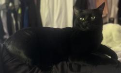 Lost Male Cat last seen On 156th and 35th st , North Lynnwood, WA 98087