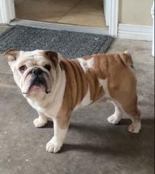 Lost Male Dog last seen Near Aldine Westfield and Hartwick rd, Houston, TX 77093
