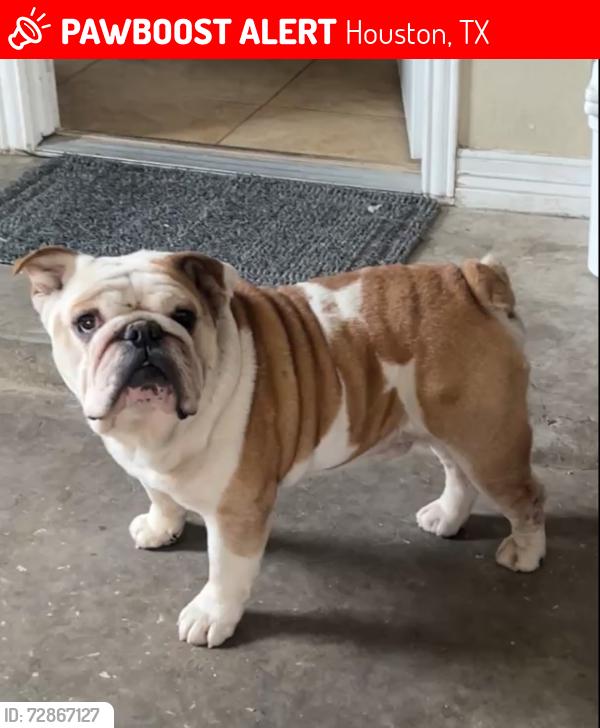 Lost Male Dog last seen Near Aldine Westfield and Hartwick rd, Houston, TX 77093