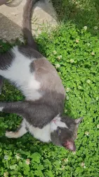 Lost Male Cat last seen Walmart on Hillside, Broken Arrow, OK 74014