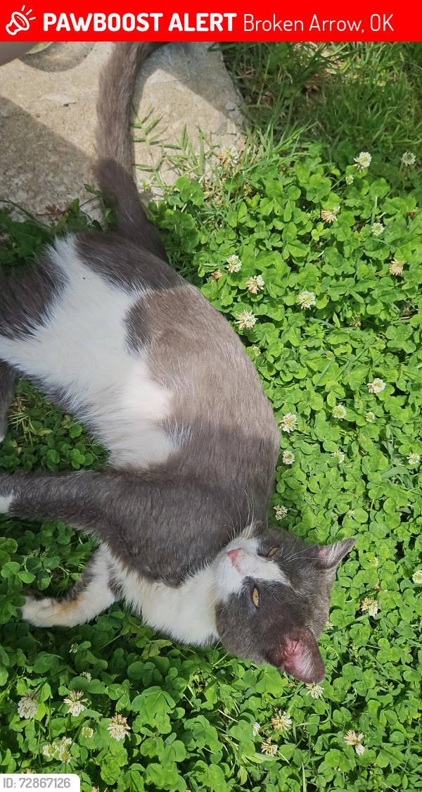 Lost Male Cat last seen Walmart on Hillside, Broken Arrow, OK 74014