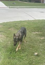 Found/Stray Female Dog last seen Near A+ Academy driving school. At Prairie Creek Dr and S. Carrier parkway , Grand Prairie, TX 75052