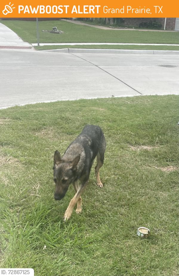 Found/Stray Female Dog last seen Near A+ Academy driving school. At Prairie Creek Dr and S. Carrier parkway , Grand Prairie, TX 75052