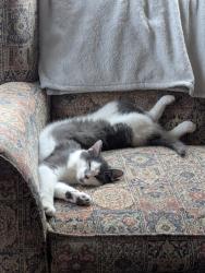 Lost Male Cat last seen Gene's Auto Parts , Traverse City, MI 49685