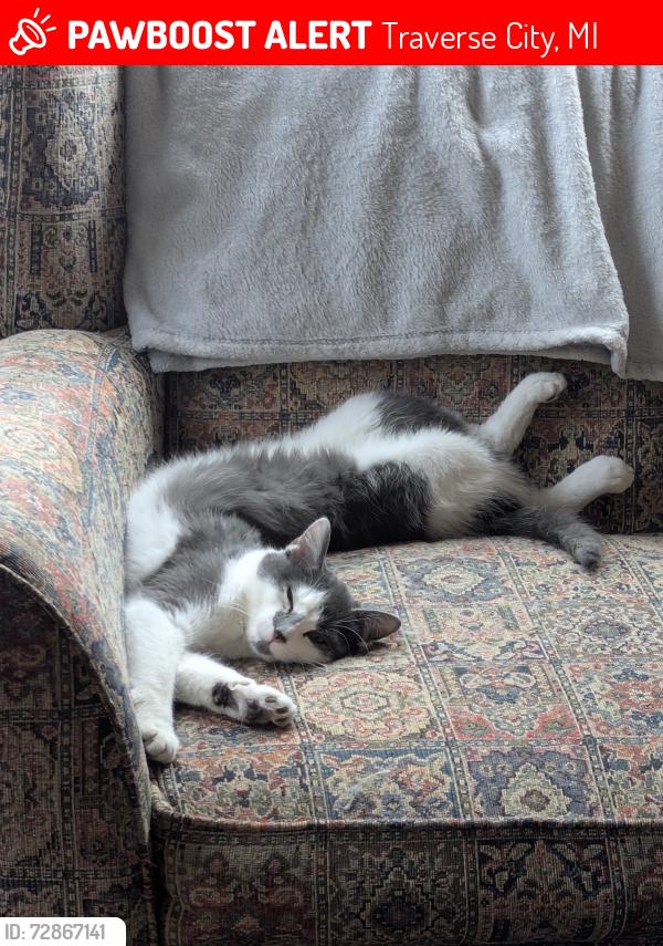 Lost Male Cat last seen Gene's Auto Parts , Traverse City, MI 49685